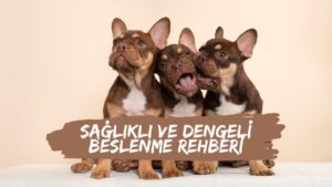 Köpek Mamasının Önemi – Sağlıklı ve Dengeli Beslenme Rehberi