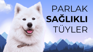 Köpeklerde Tüy ve Deri Sağlığı – Parlak ve Sağlıklı Tüyler İçin İpuçları